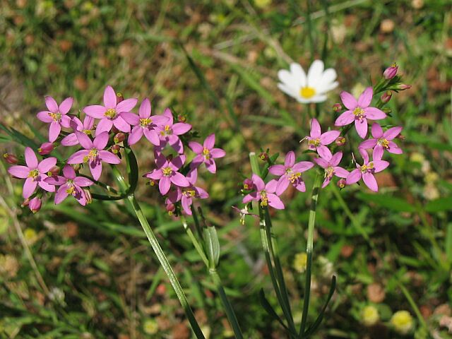 Centaurium erythraea sl.